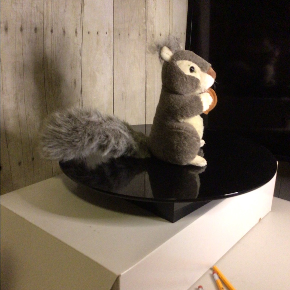 Squirrel - Picture 5 of 5
